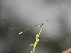 Acanthagrion quadratum