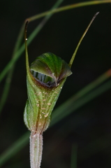 Pterostylis × toveyana