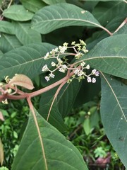 Callicarpa longifolia