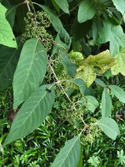 Callicarpa longifolia