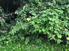 Callicarpa longifolia