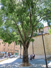 Celtis australis