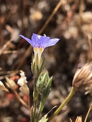 Eriastrum sapphirinum