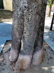 Celtis australis