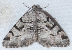 Macaria bitactata