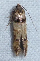 Stilbosis tesquella