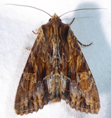 Apamea lignicolora