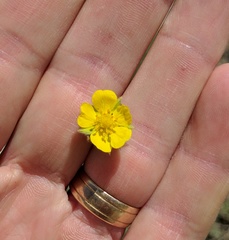 Potentilla gracilis
