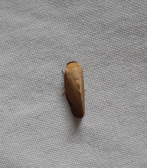 Noctuoidea