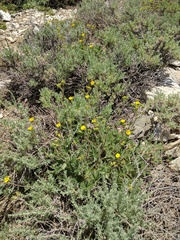 Potentilla gracilis