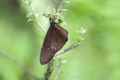 Euploea mulciber mulciber