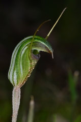 Pterostylis × toveyana