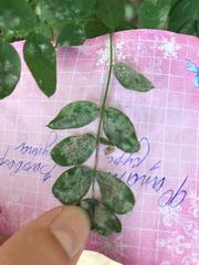 Erysiphe palczewskii
