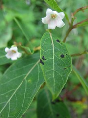 Pseudocercosporella apocyni