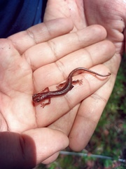 Chiropterotriton lavae