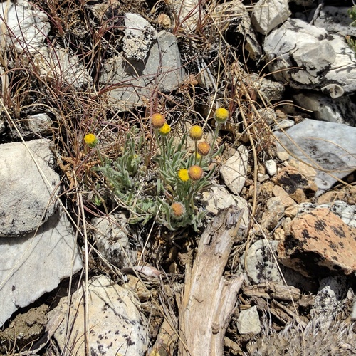 Erigeron aphanactis var. congestus