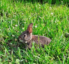 Sylvilagus floridanus