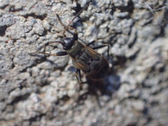 Rhyparochromus vulgaris