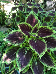 Coleus scutellarioides