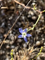 Eriastrum sapphirinum