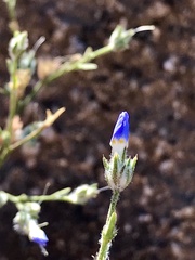 Eriastrum sapphirinum