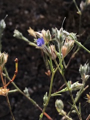 Eriastrum sapphirinum