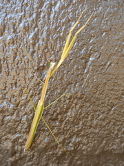 Tenodera superstitiosa