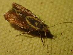 Dichomeris ochripalpella