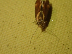 Dichomeris ochripalpella