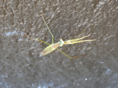 Tenodera superstitiosa