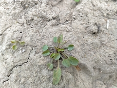 Convolvulus waitaha