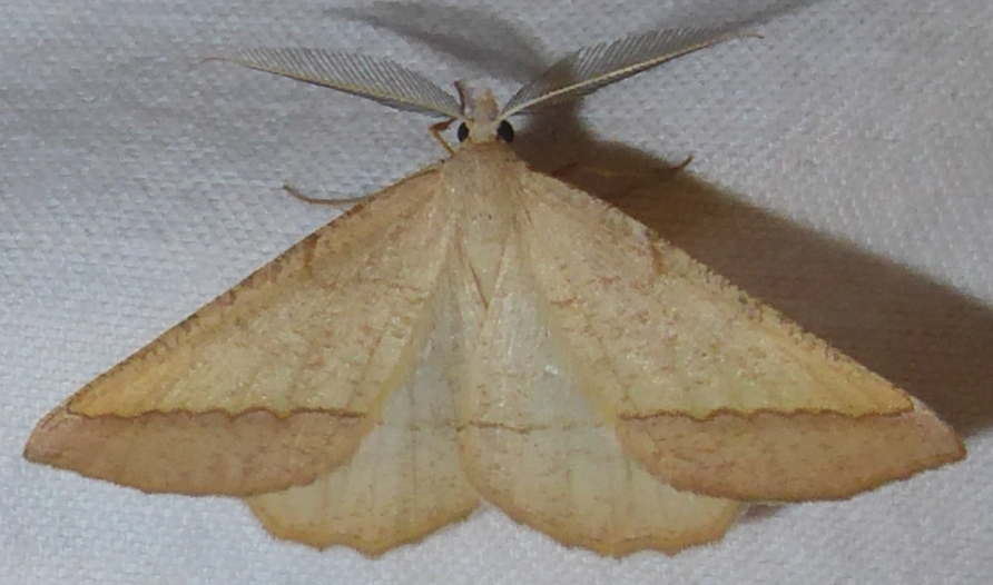 Lychnosea helveolaria