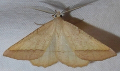 Lychnosea helveolaria