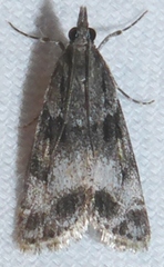 Eudonia torniplagalis