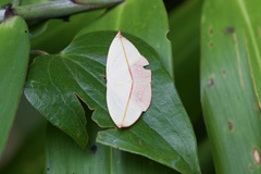 Paradecetia albistellaria