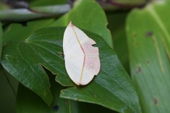 Paradecetia albistellaria