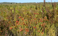 Erica regia