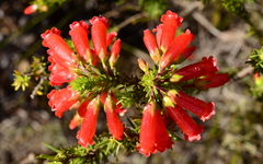 Erica regia