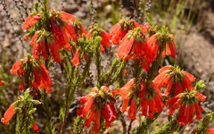 Erica regia