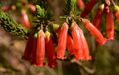 Erica regia
