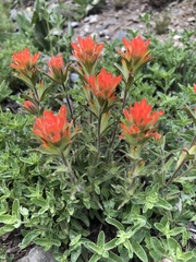 Castilleja peirsonii
