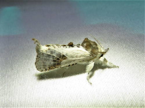Theodore Carpenterworm Moth photo 2