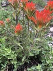 Castilleja peirsonii