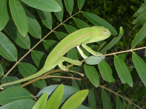 Smooth Chameleon