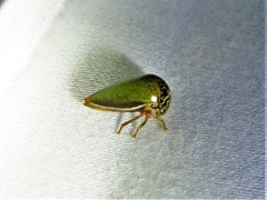 Stictopelta marmorata