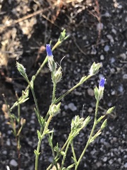 Eriastrum sapphirinum