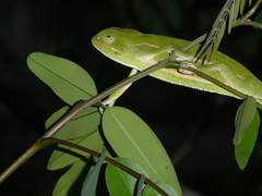 Chamaeleo laevigatus