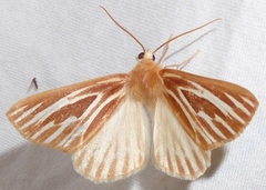 Sabulodes niveostriata