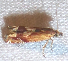 Eucosma corculana