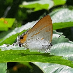 Hypolycaena thecloides
